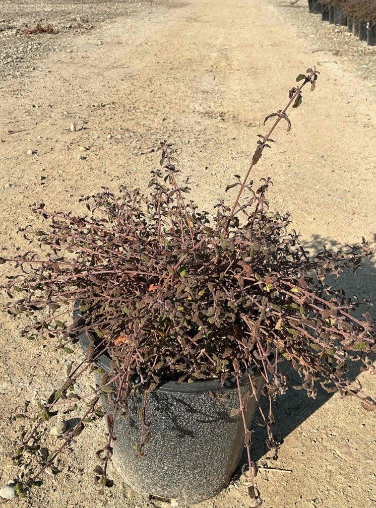 Photo for Cistus salvifolius (Sageleaf Rockrose)