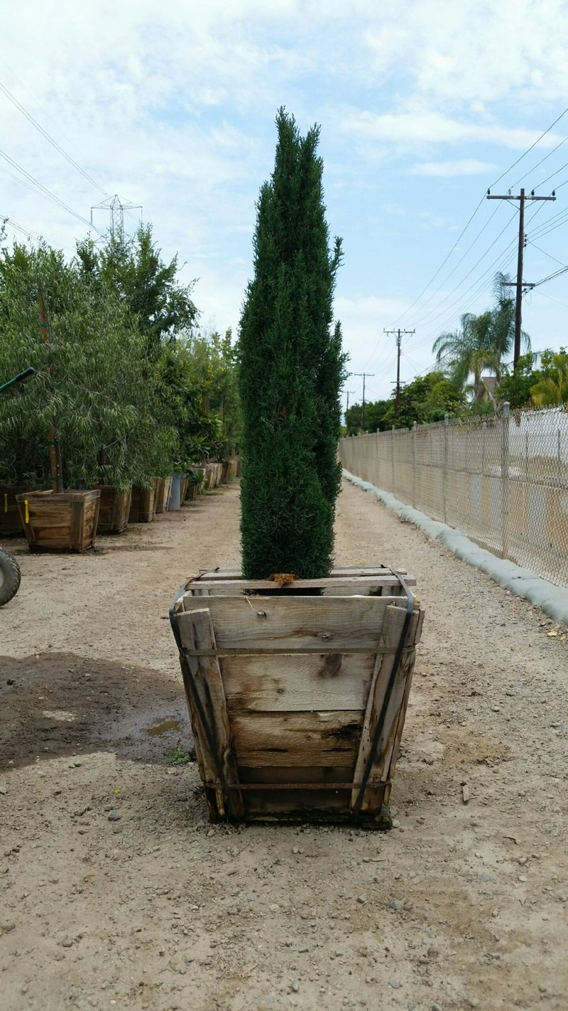 Photo for Cupressus sempervirens 'Monshel'/'Dwarf' (Dwarf Italian Cypress)