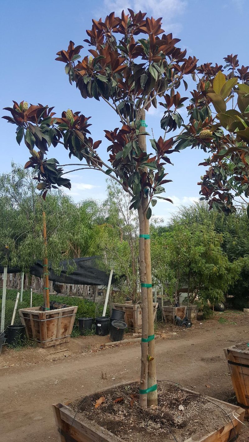 Photo for Magnolia grandiflora 'Saint Mary' (Saint Mary Southern Magnolia)