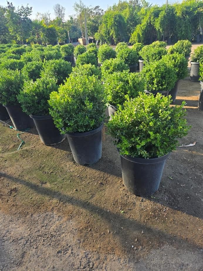 Photo for Buxus microphylla japonica (Globe) (Japanese Boxwood Globe)