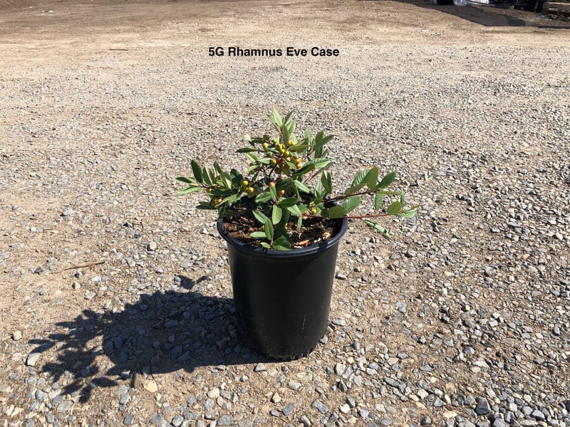 Photo for Rhamnus californica 'Eve Case' (Eve Case Coffeeberry)