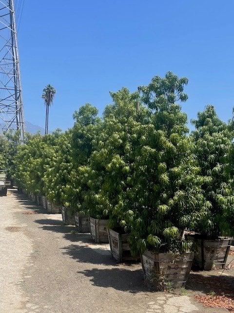 Photo for Podocarpus henkelii (Long Leafed Yellowwood)