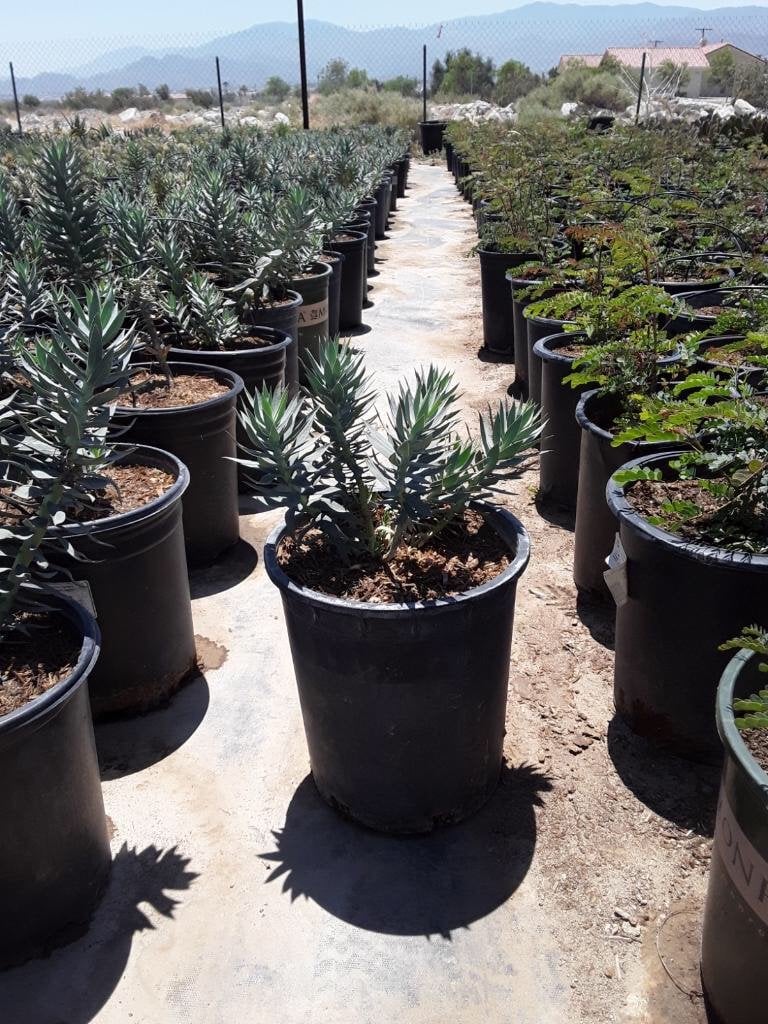 Photo for Euphorbia rigida (Silver Spurge)