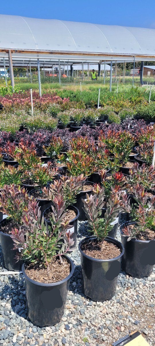 Photo for Leucadendron 'Red Gem' (Red Conebush)