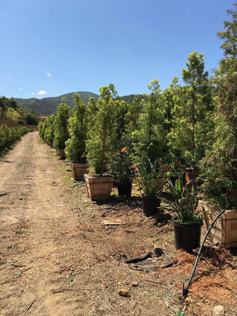Photo for Podocarpus gracilior (low branching column) (Fern Podocarpus)
