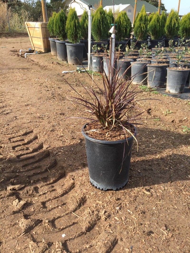 Photo for Pennisetum setaceum 'Rubrum' (Purple Fountain Grass)
