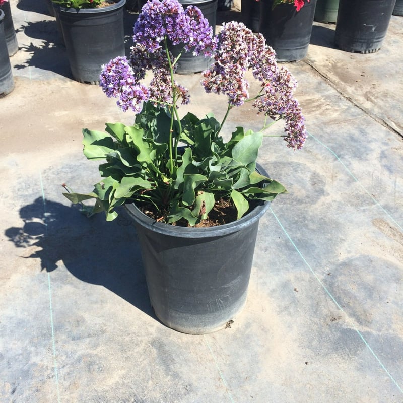 Photo for Limonium perezii (Sea Lavender, Statice)