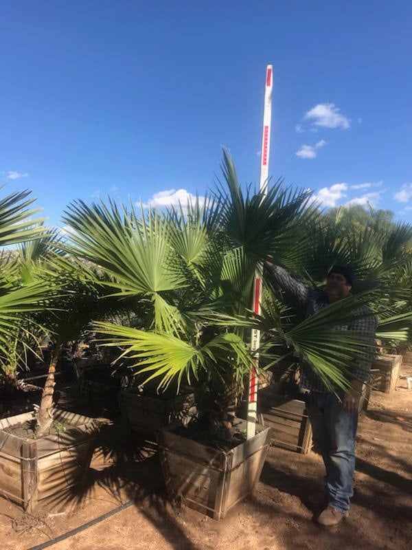 Photo for Brahea edulis (Guadalupe Palm)