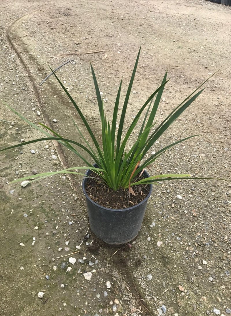 Photo for Dietes bicolor (Fortnight Lily, African Iris)