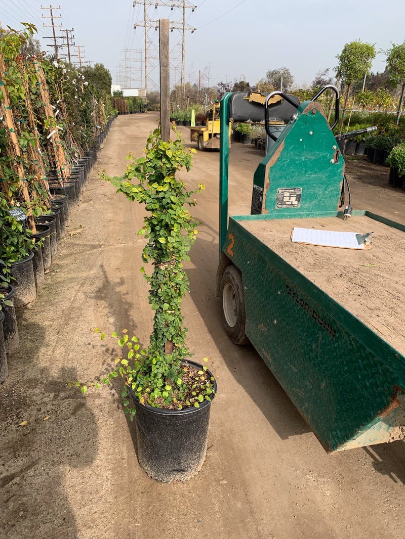 Photo for Ficus pumila (Vine) (Creeping Fig Ficus)