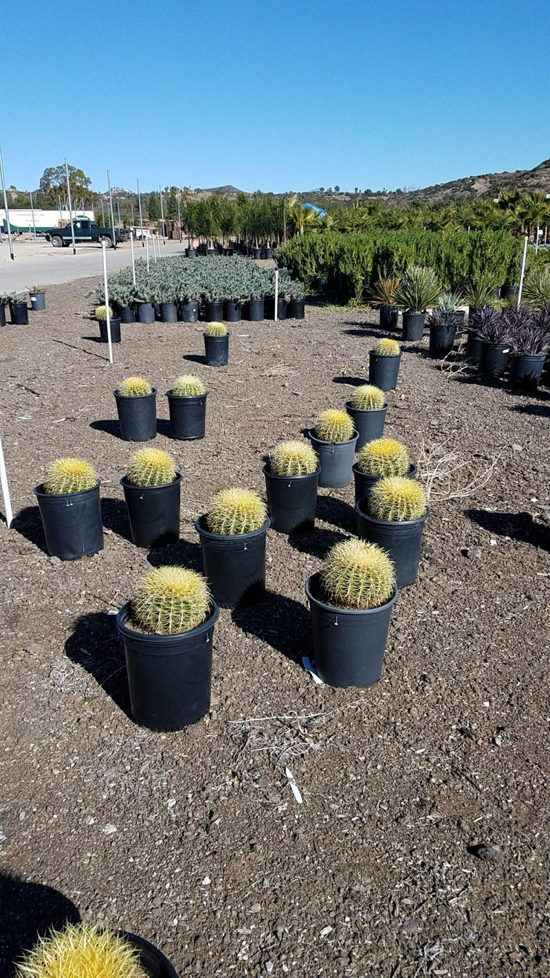 Photo for Echinocactus grussoni (Golden Barrel Cactus)