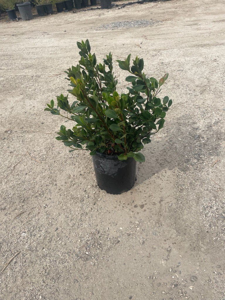 Photo for Rhaphiolepis indica 'Pink Lady' (Pink Lady Indian Hawthorn)