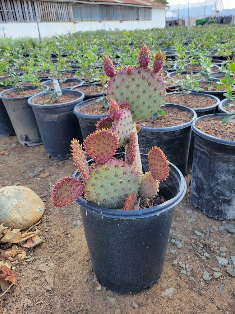 Photo for Opuntia 'Santa Rita' (Santa Rita Prickley Pear)