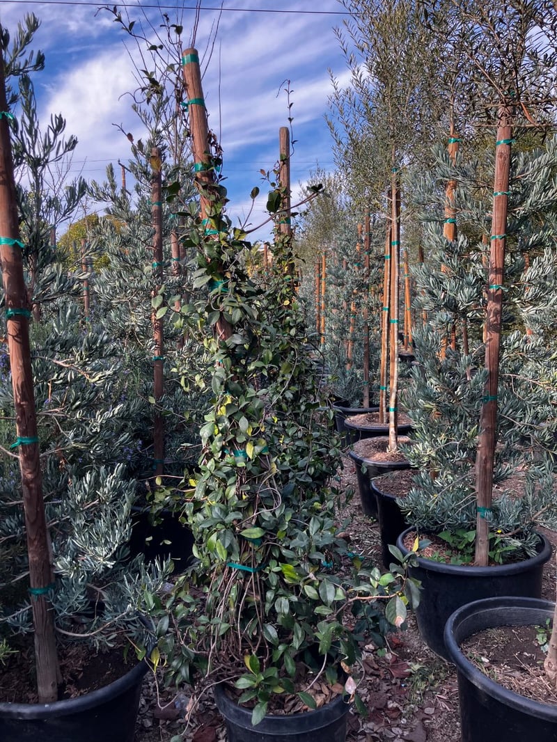 Photo for Trachelospermum jasminoides (Star Jasmine)