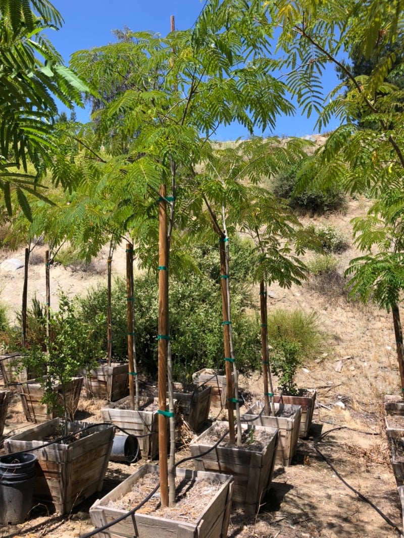 Photo for Albizia julibrissin (Mimosa Tree, Silk Tree)