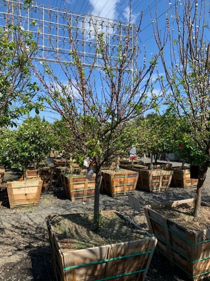 Photo for Prunus armeniaca 'Katy' (Katy Apricot)