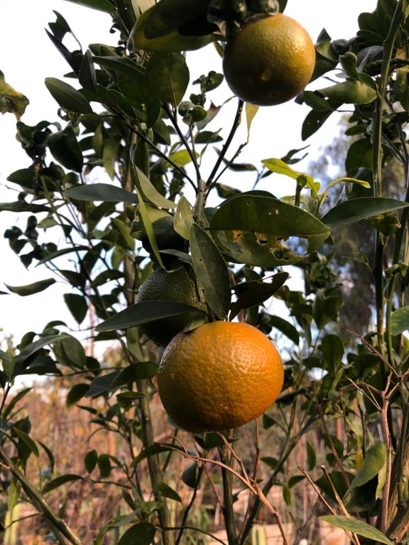 Photo for Citrus reticulata 'Clementine' (Clementine Mandarin Orange)