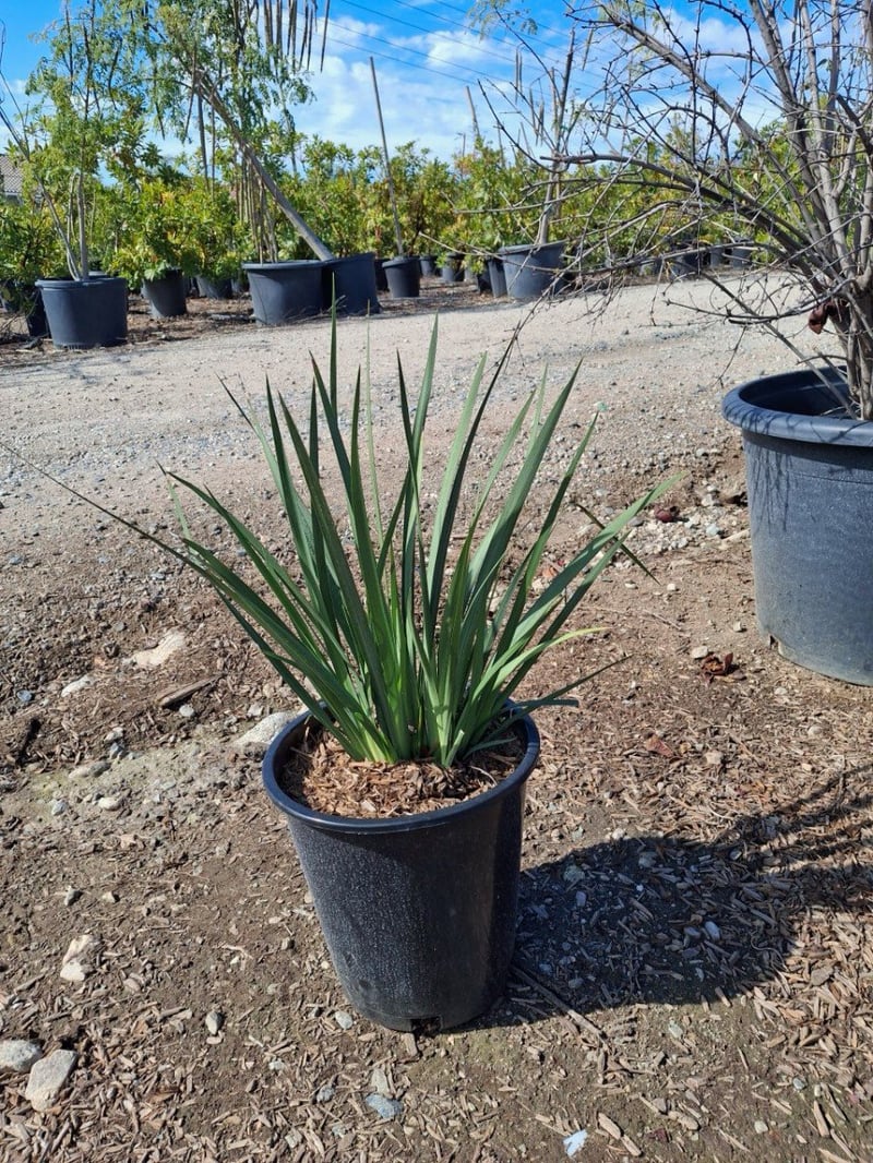 Photo for Dietes vegeta (African Iris)