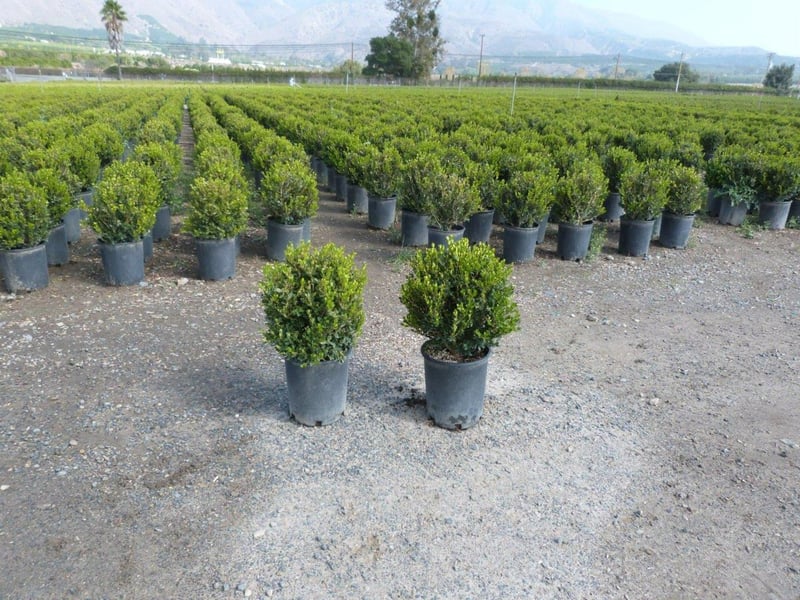 Photo for Globe Topiary (Any species) (Any Globe Topiary)