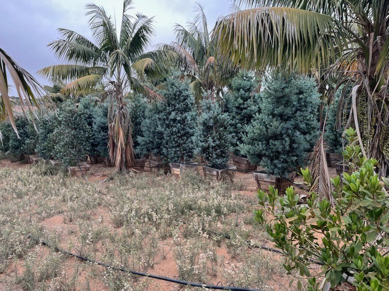 Photo for Podocarpus elongatus 'Monmal' (Icee Blue Monmal Yellow-Wood)