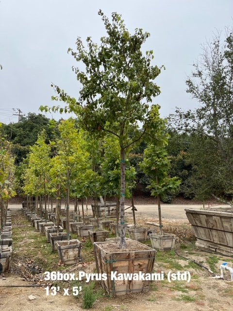 Photo for Pyrus kawakamii (Standard) (Evergreen Pear)