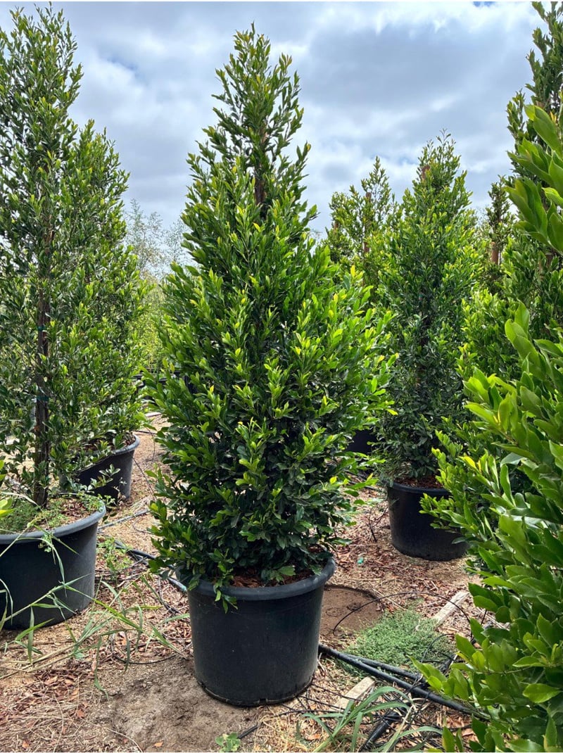 Photo for Prunus caroliniana (Column) (Carolina Cherry Laurel)
