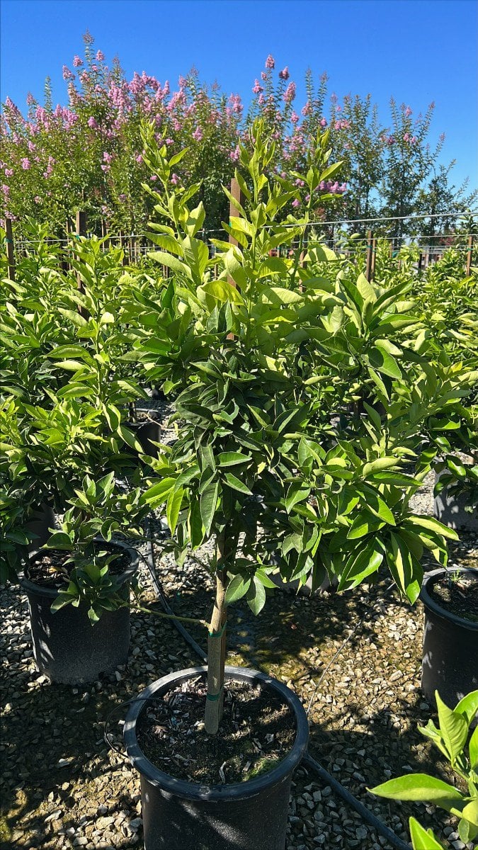 Photo for Citrus sinensis 'Moro' (Moro Blood Orange)