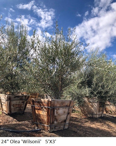 Photo for Olea europaea 'Majestic Beauty' (Majestic Beauty Fruitless Olive)
