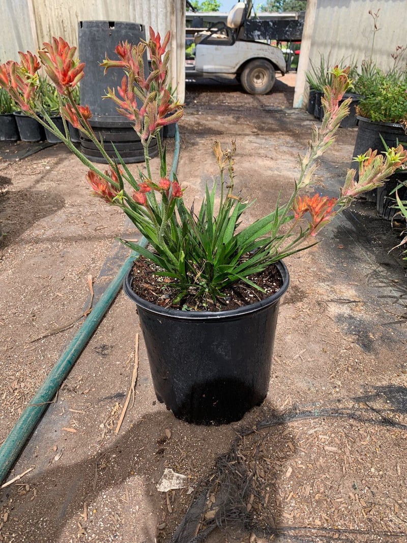 Photo for Anigozanthos 'Bush Ranger' (Bush Ranger Dwarf Kangaroo Paw)