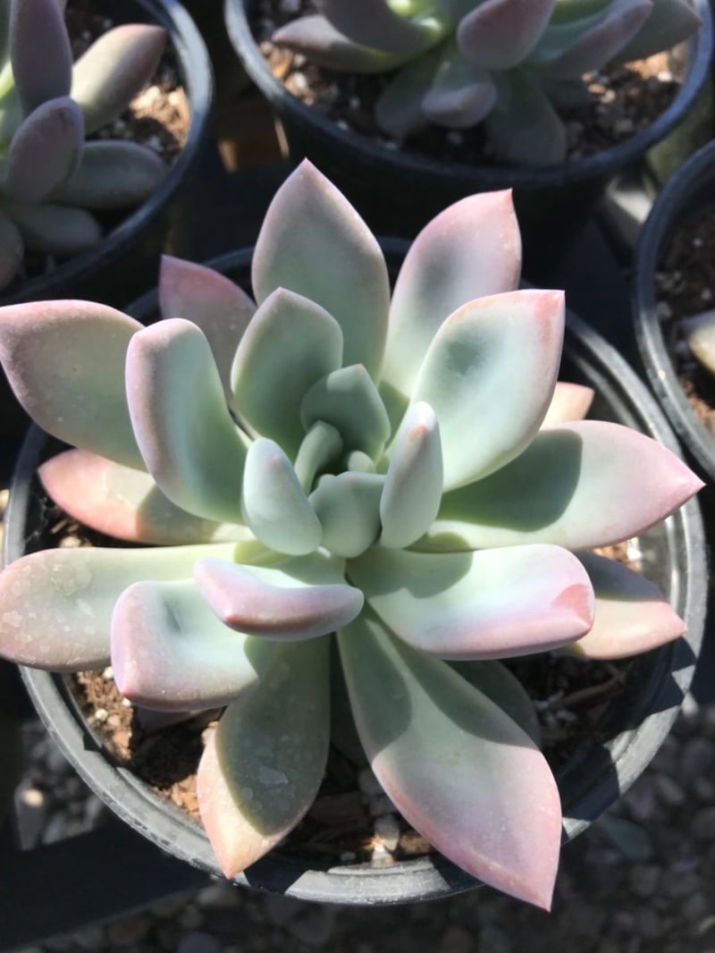 Photo for Graptoveria 'Fred Ives' (Graptoveria 'Fred Ives')