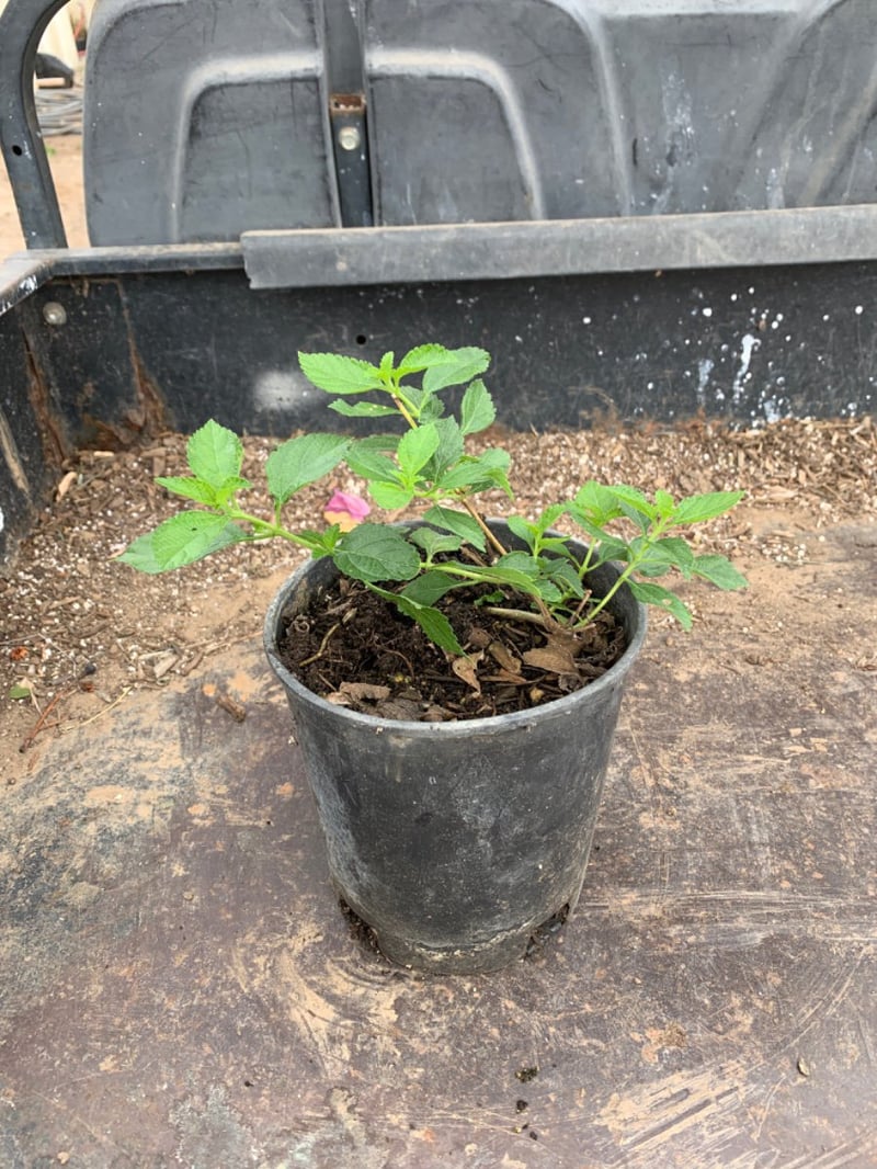 Photo for Lantana camara ‘Gold Mound’ (Gold Mound Lantana)