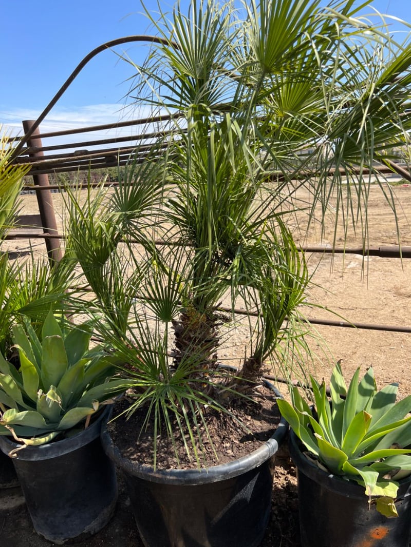 Photo for Chamaerops humilis (Mediterranean Fan Palm)