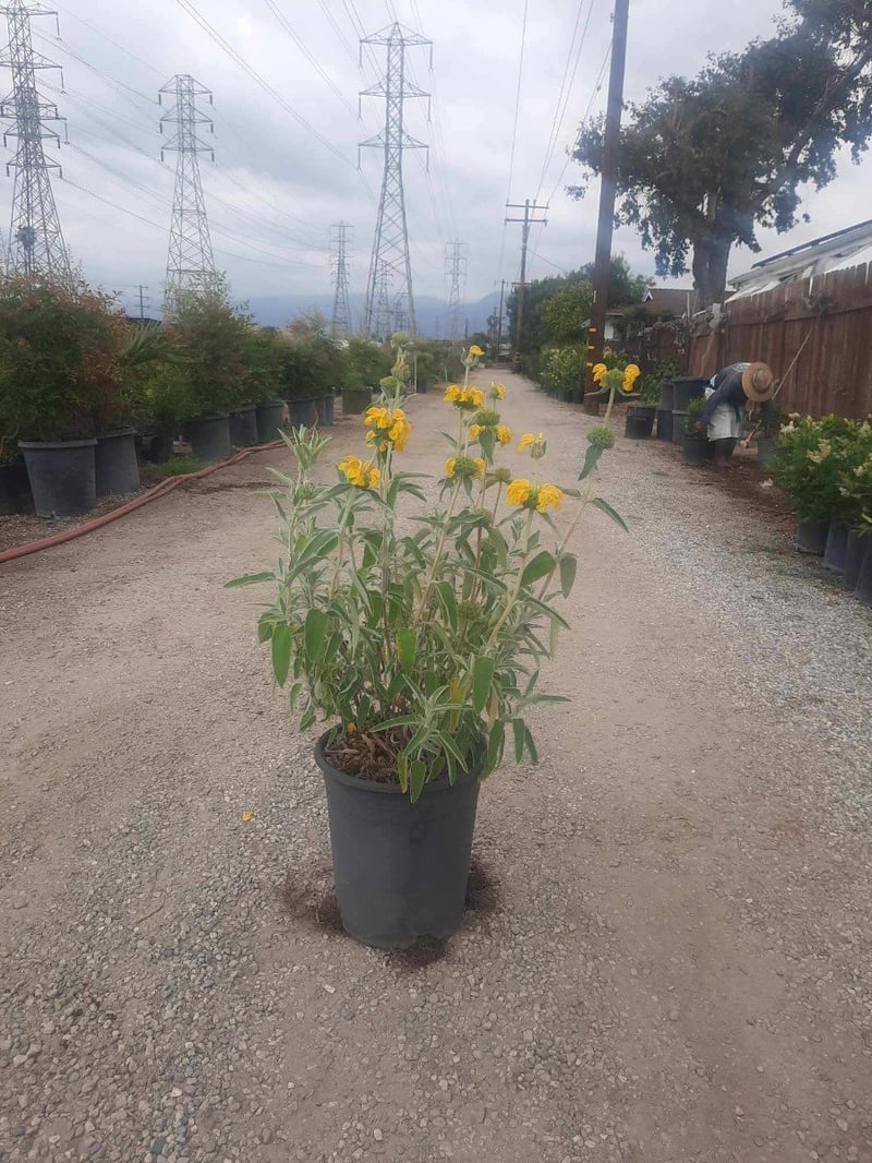 Photo for Phlomis fruticosa (Jerusalem Sage)