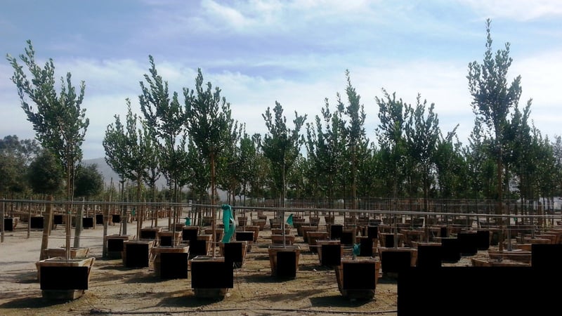 Photo for Laurus nobilis (Standard) (Sweet bay)