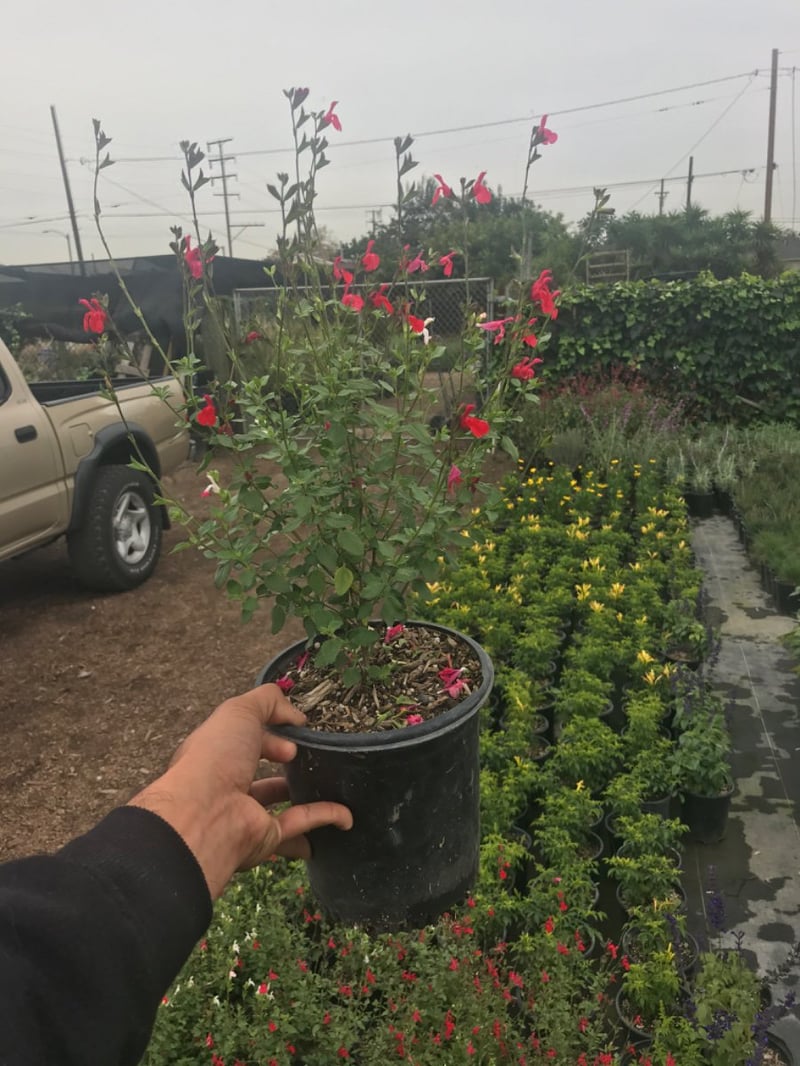 Photo for Salvia microphylla 'Hot Lips' (Hot Lips Sage)