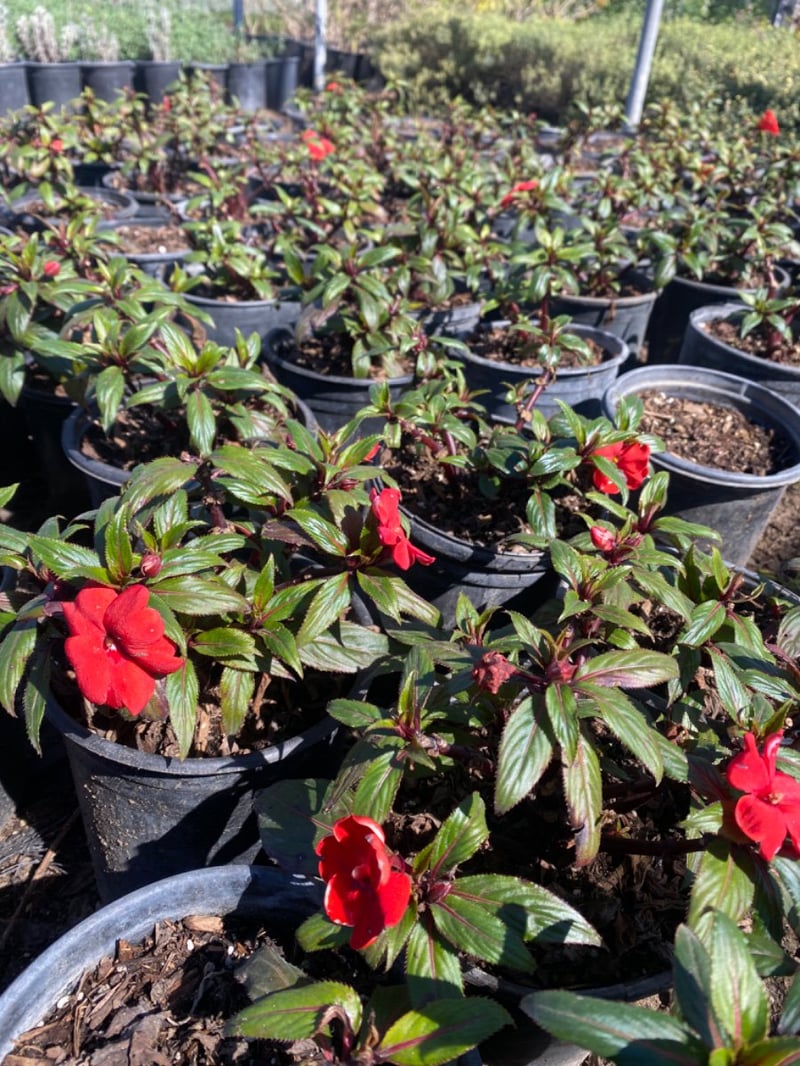 Photo for Impatiens hawkeri (New Guinea Impatiens)