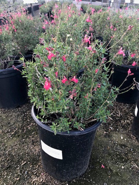 Photo for Salvia greggii (Autumn Sage)