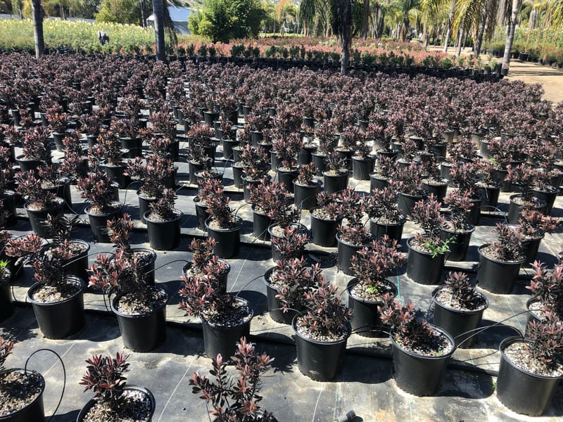 Photo for Leucadendron 'Ebony' (Ebony Conebush)