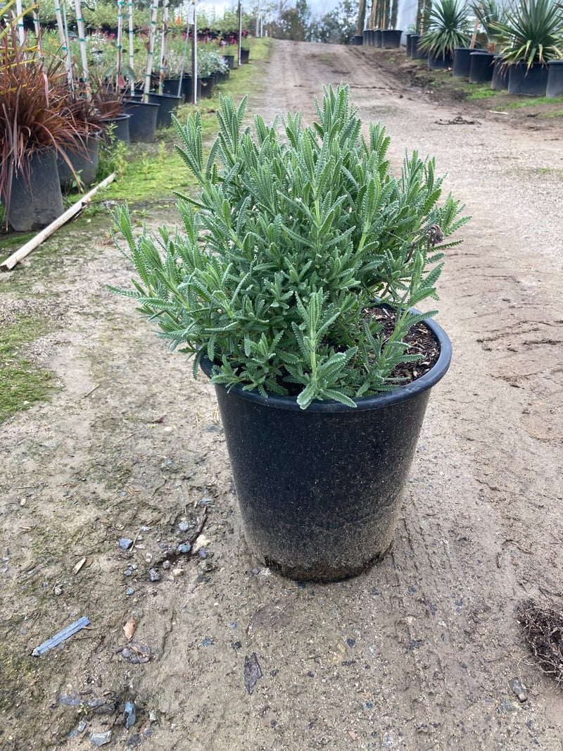 Photo for Lavandula stoechas 'Otto Quast' (Otto Quast Spanish Lavender)