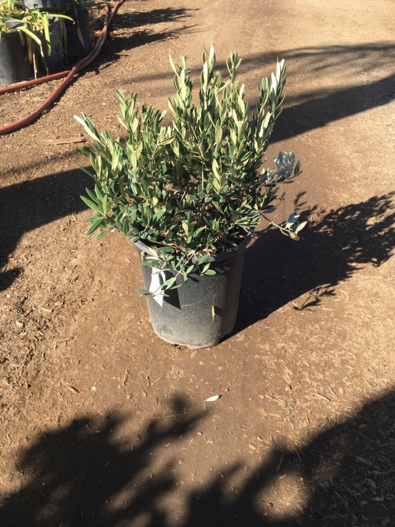 Photo for Olea europaea Standard 'Little Ollie' (Standard) (Little Ollie Olive)