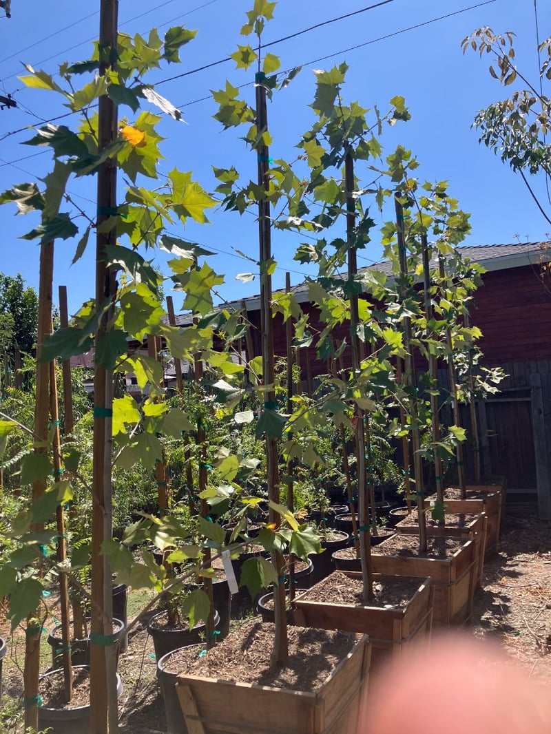 Photo for Platanus mexicana (Mexican Sycamore)