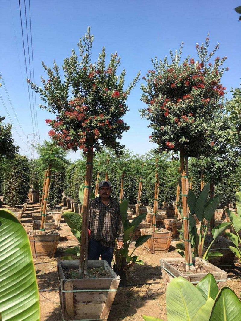 Photo for Metrosideros excelsa (Standard) (New Zealand Christmas Tree)