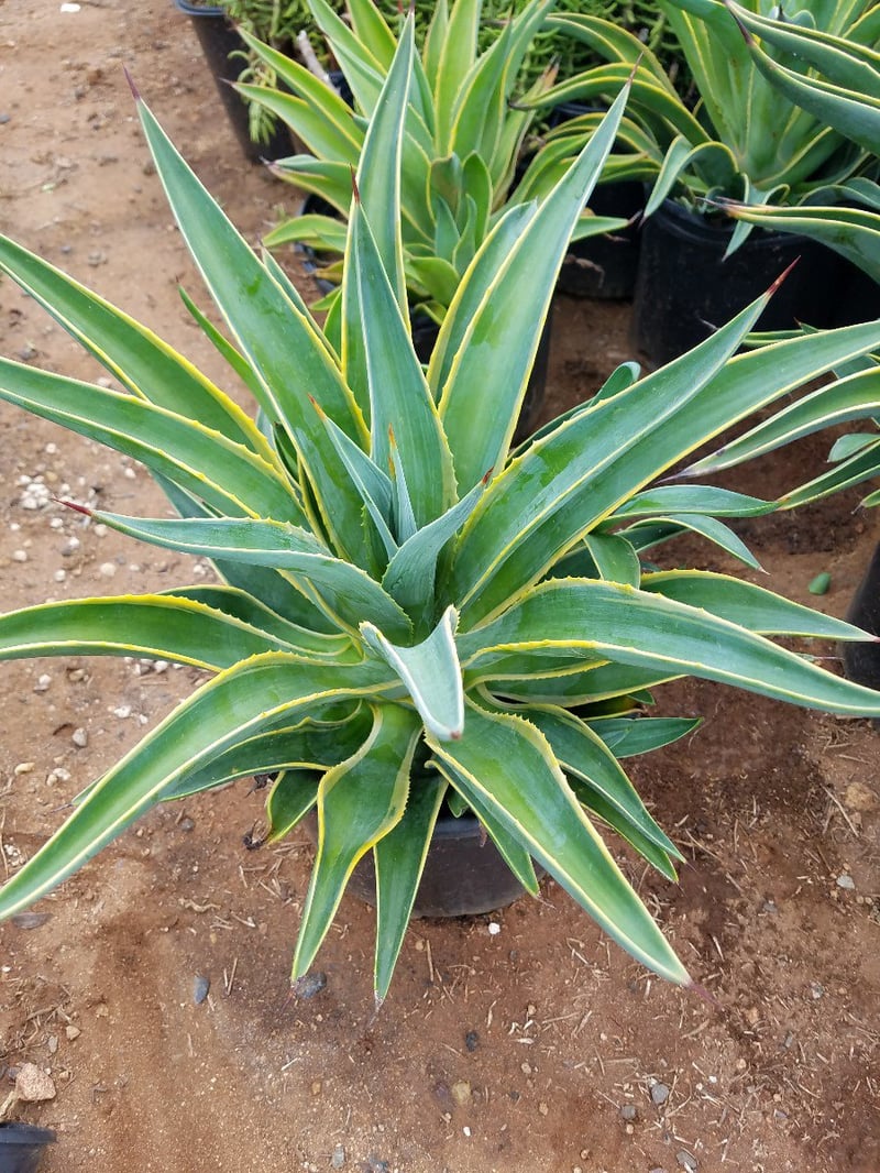 Photo for Agave desmetiana 'Variegata' (Variegated Smooth Agave)