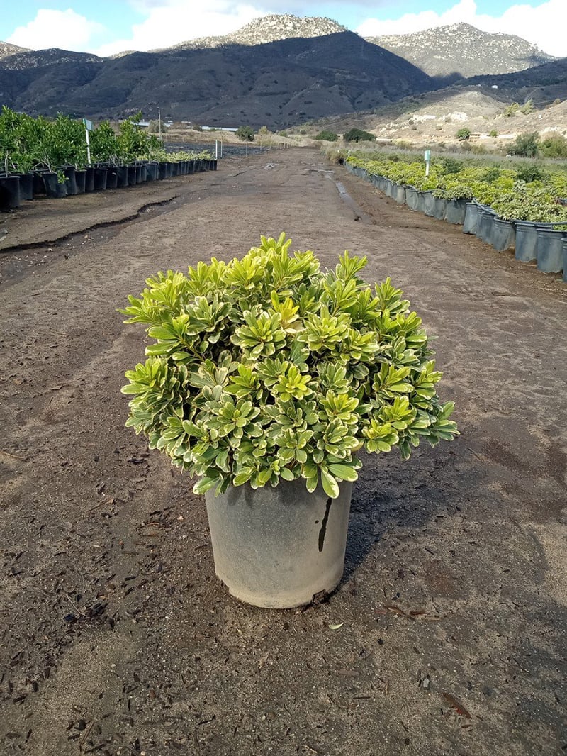 Photo for Pittosporum tobira 'Shima' (Cream De Mint Dwarf Mock Orange)