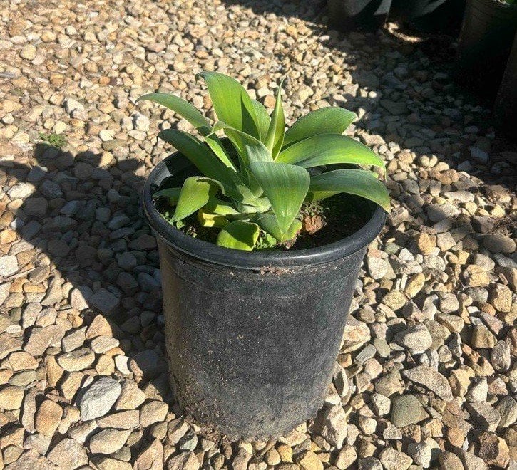 Photo for Agave attenuata (Fox Tail Agave)