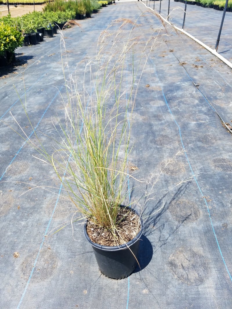 Photo for Aristida purpurea var. purpurea (Purple three awn)