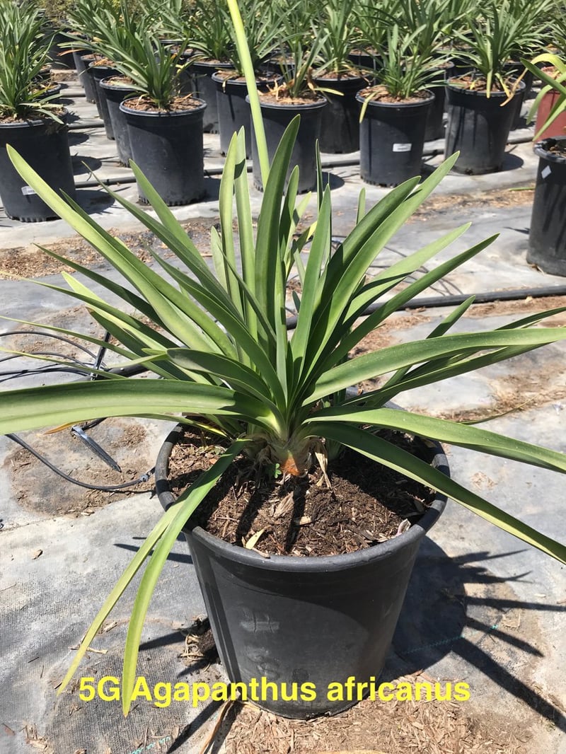 Photo for Agapanthus africanus (Lily of the Nile)