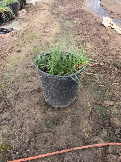 Photo for Carex pansa (California Meadow Sedge)