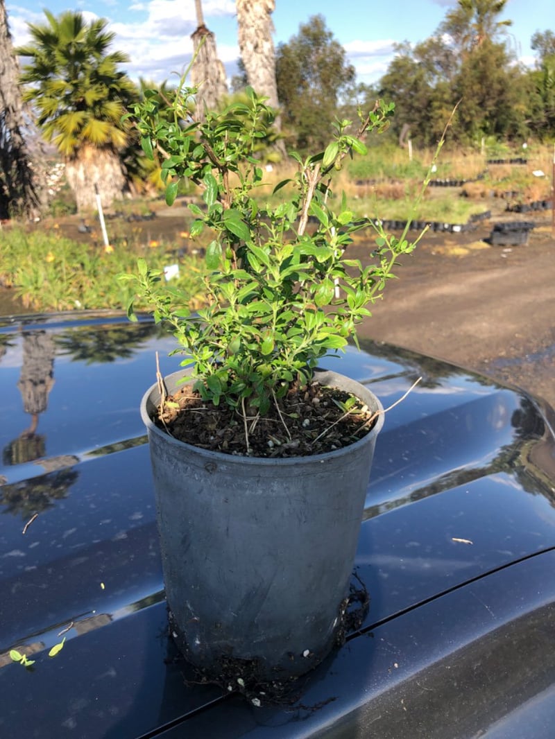 Photo for Salvia microphylla (Cherry Sage)