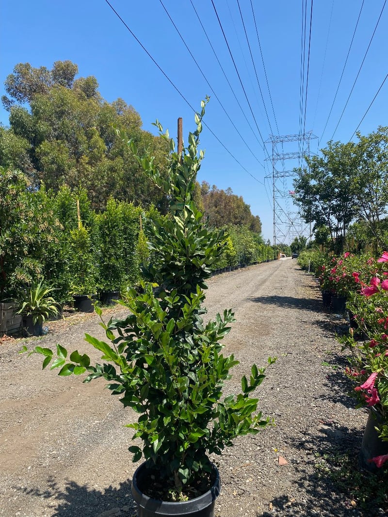 Photo for Ligustrum japonicum (Staked) (Japanese Privet)